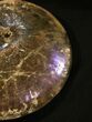 Sphenodiscus Ammonite With Rare Purple Iridescence #31426-2